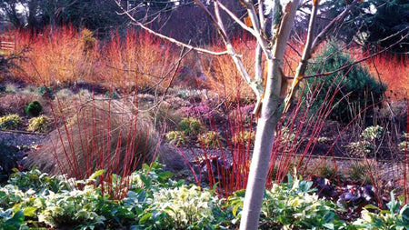 Deciduous Shrubs That Add Winter Interest To The Landscape