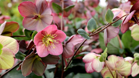 Beautifying Your Yard With Helleborus