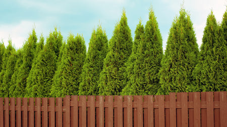 Creating a Privacy Screen With Thuja Green Giant Arborvitaes