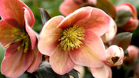 Perennials That Add Winter Interest To The Landscape