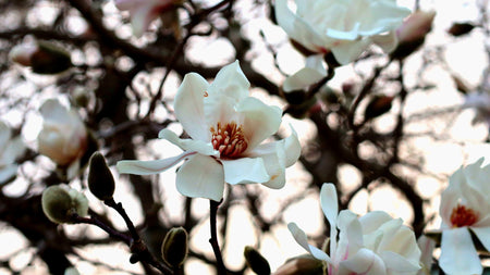 Early Spring Color For Your Yard