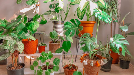 Using Houseplants to Create an Indoor Landscape