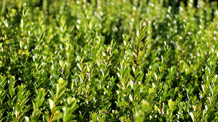 How to Choose The Right Boxwood For Your Yard