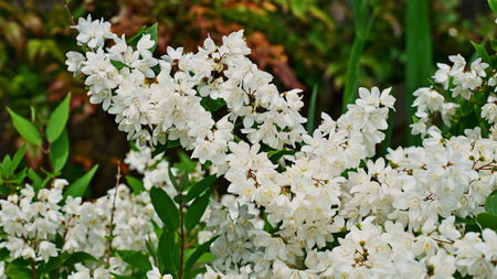 Deutzia - The Perfect Shrub For Any Landscape