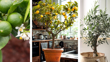 Woodie's Picks: Citrus & Olive Trees, Indoors & Out: Fresh, Fragrant, and Surprisingly Easy