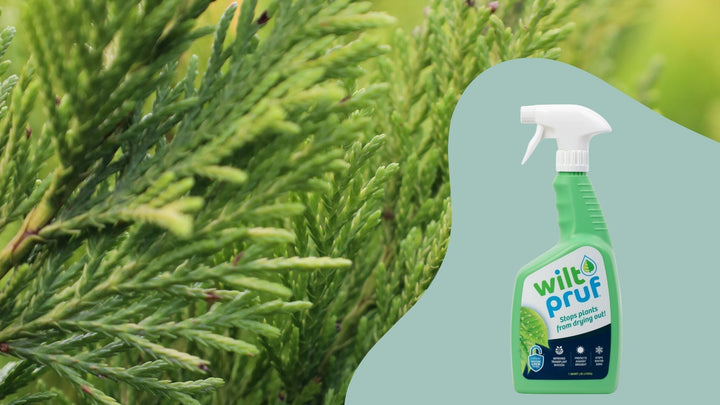 Why Wilt-Pruf Belongs in Your Landscape Toolkit