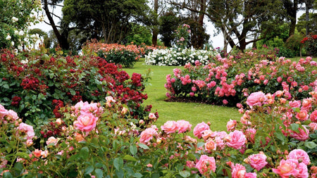 The Classic Rose Garden — We are Reviving Timeless Elegance