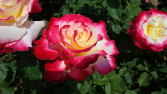 Modern Roses, New Rules: Why Today’s Roses Leave the Old Guard in the Dust