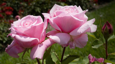 Woodie’s Picks: Why Hybrid Tea & Grandiflora Roses Still Rule the Garden (and the Vase)