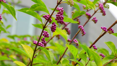 Woodie’s Picks: Fall Statement Plants To Make a Vibrant Splash in The Garden