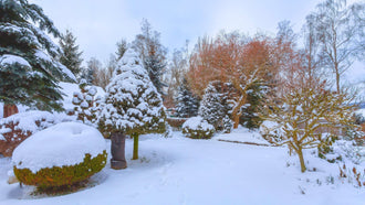 Top 5 Winter Gardening Myths Debunked