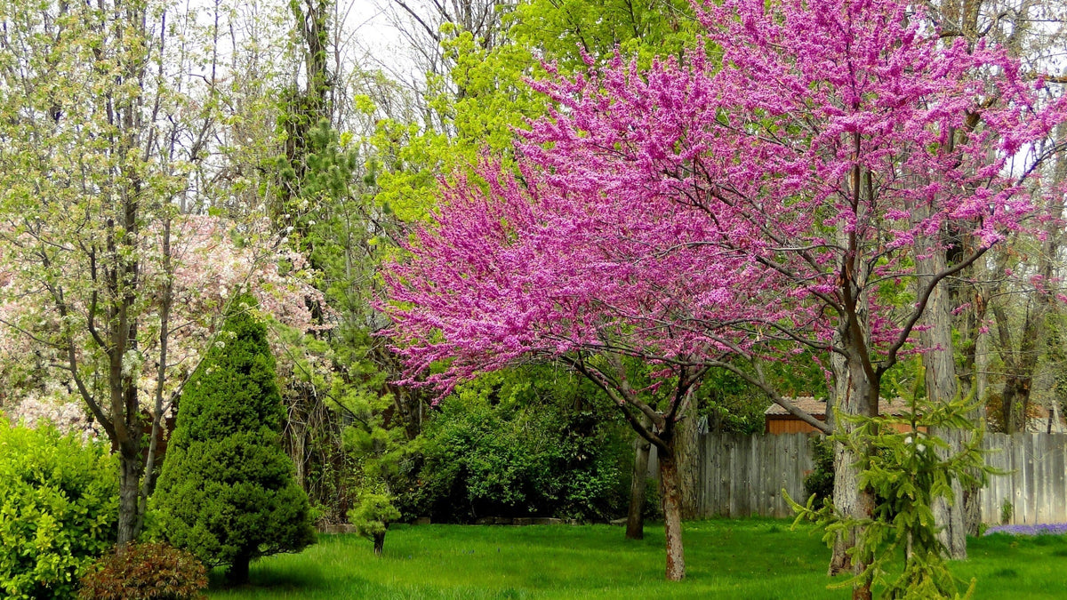Everything to Know About The Spring Magic of Redbud Trees | Garden ...