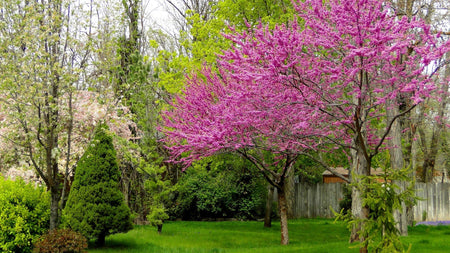 Everything to Know About The Spring Magic of Redbud Trees