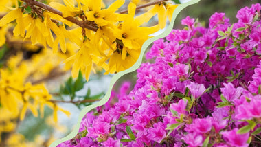 Woodie’s Picks: Four Spring Show-Stoppers To Always Come Back To