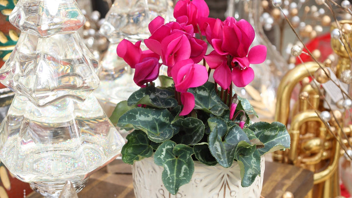 6 Thoughtful Gifts That Keep On Giving Long After They Are Received