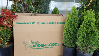 Woodie’s Picks: Our Most Popular Plant Picks of 2025