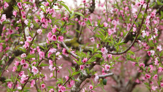 Fruit Trees in Bloom: The Spring Flowers That Feed Your Family (and Beautify Your Landscape)