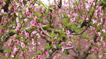 Fruit Trees in Bloom: The Spring Flowers That Feed Your Family (and Beautify Your Landscape)