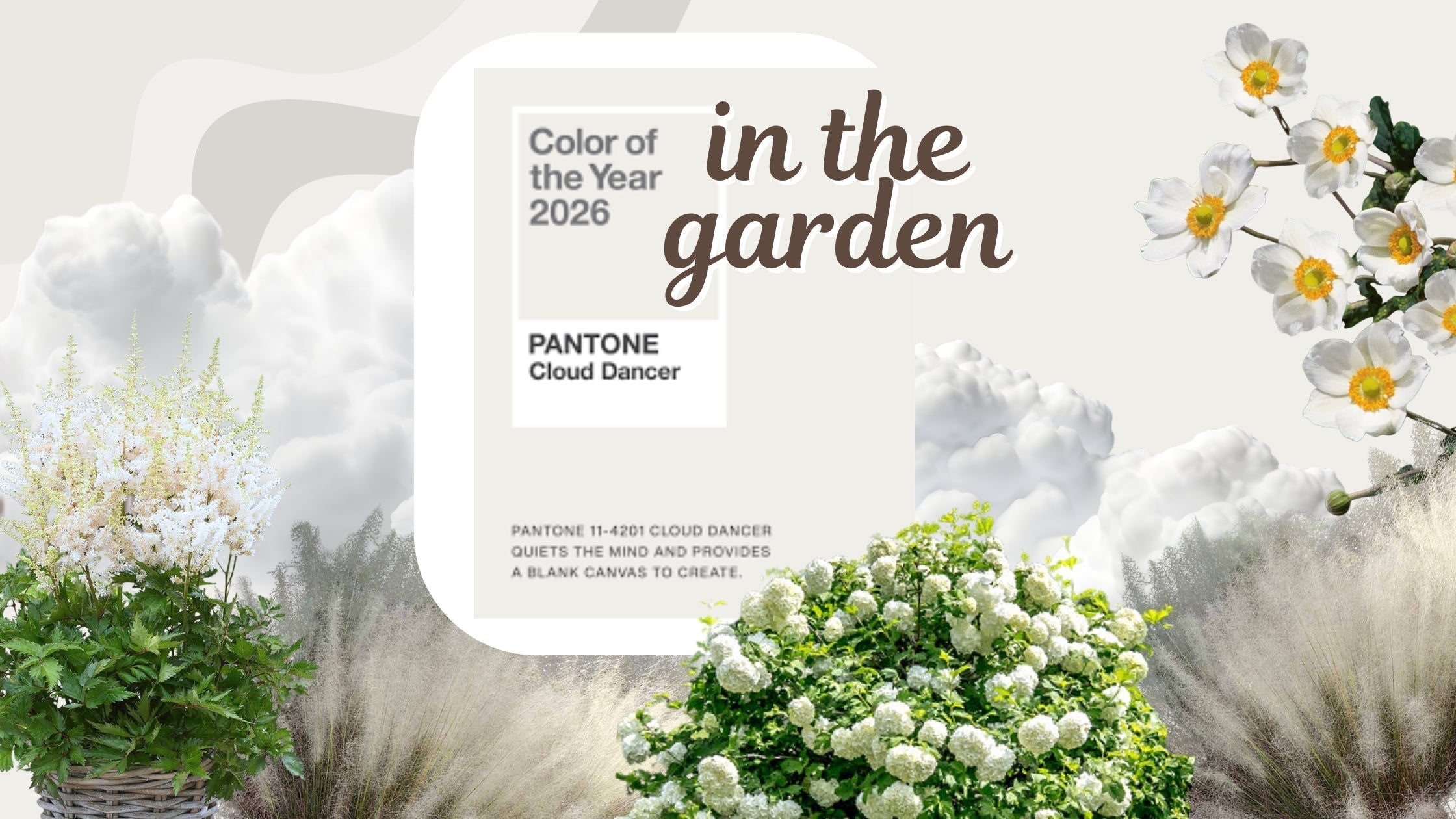 Incorporating Pantone's 2026 Color of The Year Into Your Garden | Garden  Goods Direct Blog