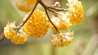 Woodie’s Picks: Late Winter Blooms To Hold You Over Until Spring