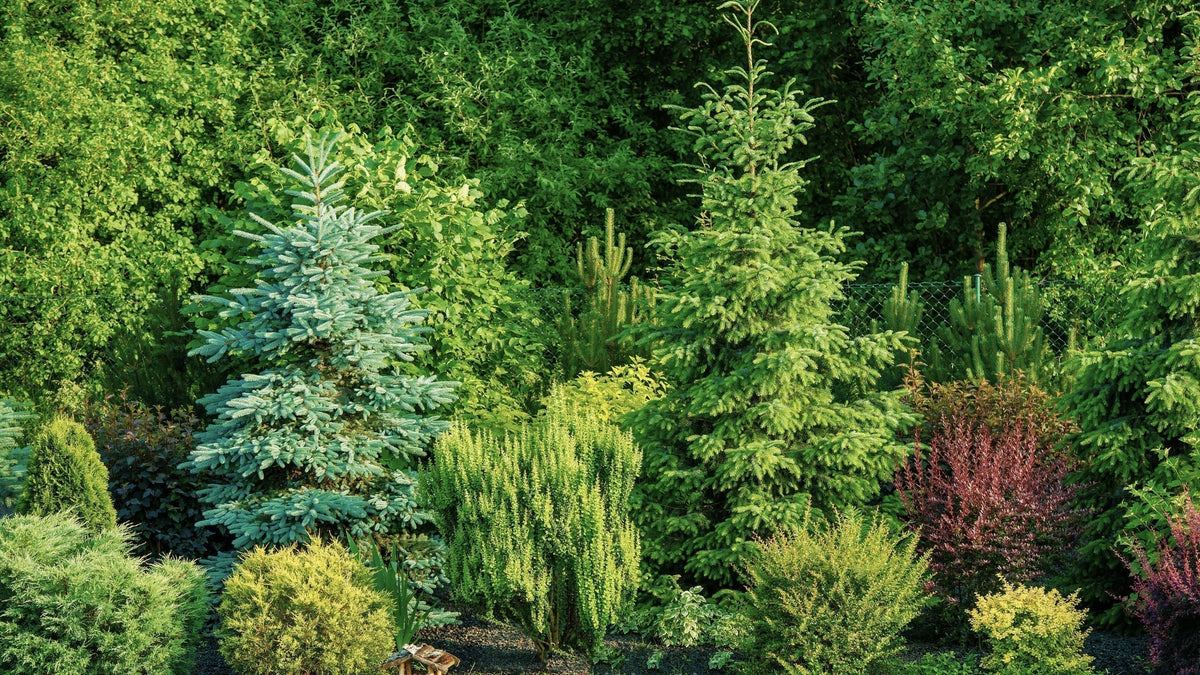 Rustic Spurce Tree Woodieβs Picks: The Unmatched Beauty and Splendor of Spruce Trees ...