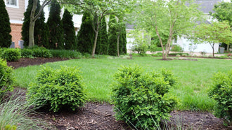 Woodie’s Picks: Landscape Plants That Never Go Out of Style