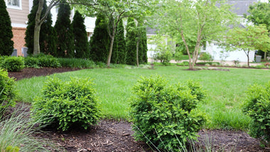 Woodie’s Picks: Landscape Plants That Never Go Out of Style