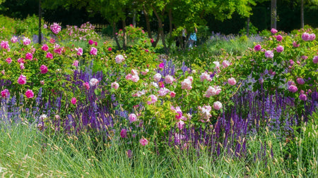 The Beauty & Ease of Growing Peonies