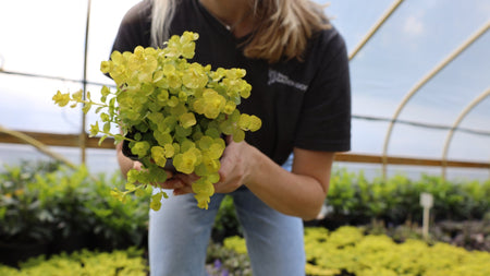 Starting Small: Why Quart-Size Perennials Might Be the Smartest Plants You’ll Ever Buy