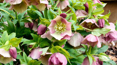Woodie’s Picks: Hellebores—The Winter Roses That Start Spring Early