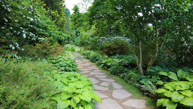Under the Canopy: A Woodland Gardening Series