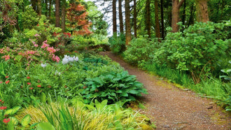 What Is a Woodland Garden? Designing with Shade, Texture, and Quiet Beauty