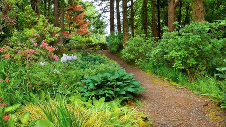 What Is a Woodland Garden? Designing with Shade, Texture, and Quiet Beauty