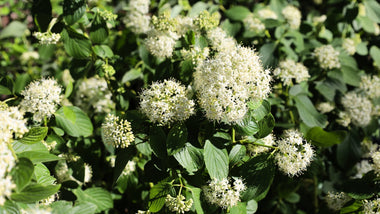 Four Landscape Workhorses for Pollinators, Rain Gardens, and Four-Season Beauty | Woodie's Picks