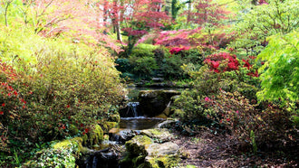 Not All Shade Is the Same: Mastering Dappled Light, Deep Shade, and Morning Sun