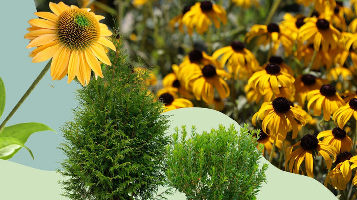 Four Golden-and-Green Plants That Keep the Garden Lucky All Year—Woodie’s Picks for St. Patrick’s Day