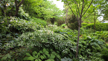 The Four Layers of a Woodland Garden: Canopy, Understory, Shrubs, and Groundcover
