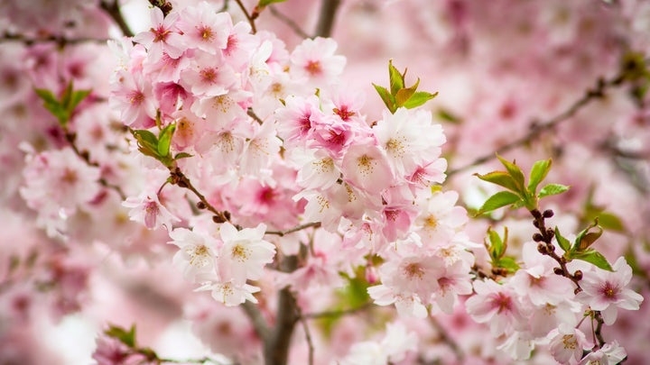 Flowering Cherry Trees for Landscaping: Design Tips & Ideas | Woodie’s Picks