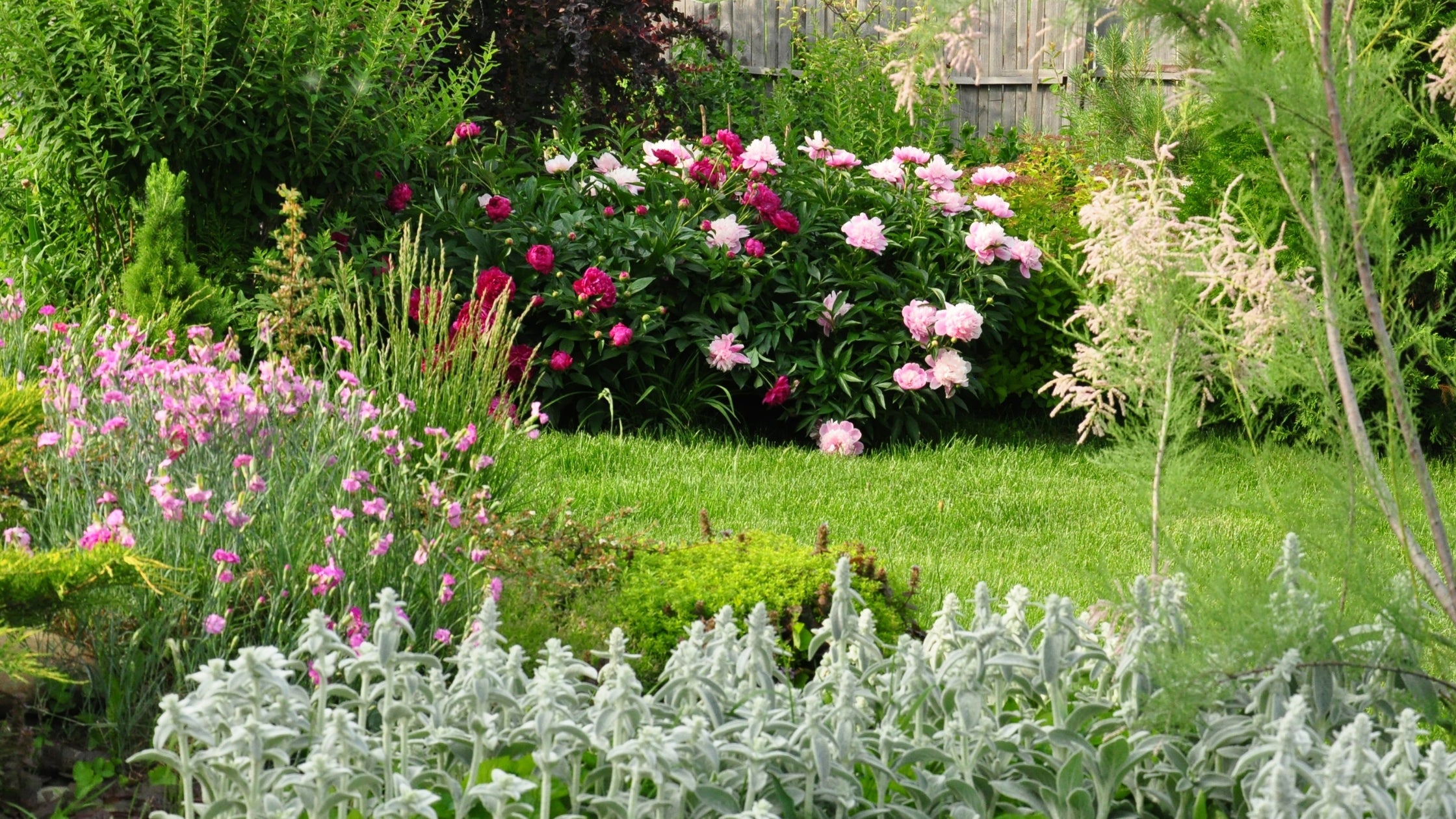 money plant from seeds Money Plant Seeds | Pink