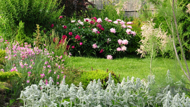The Beauty & Ease of Growing Peonies