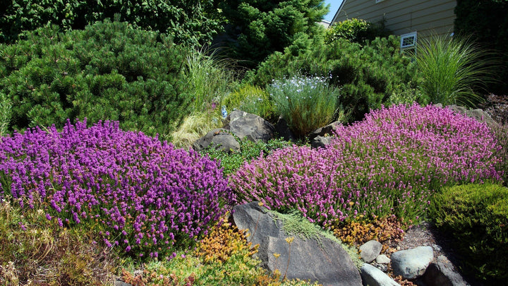 Everything to Know About the Quiet Winter Magic of Mediterranean Heather | Woodie's Picks