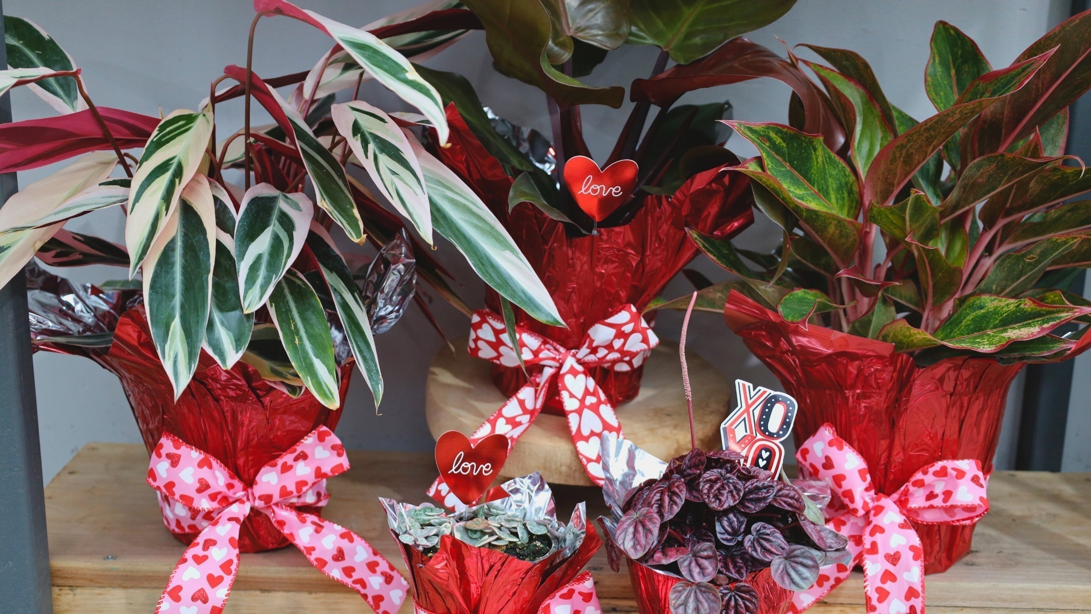 Woodie's Picks: Love-Worthy Plants For Valentine's Day & Beyond