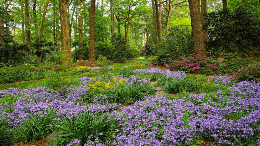 Springtime In The Woods Spring in the Woods: Ephemerals and Early Bloomers That Wake Up Before ...