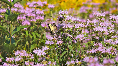 Biodiversity Improvement Starts in the Backyard | Woodie's Picks