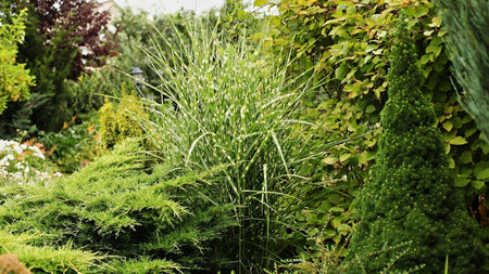 Woodie’s Picks: Add Height, Texture, and Depth To Your Fall Landscape With These Planting Favorites