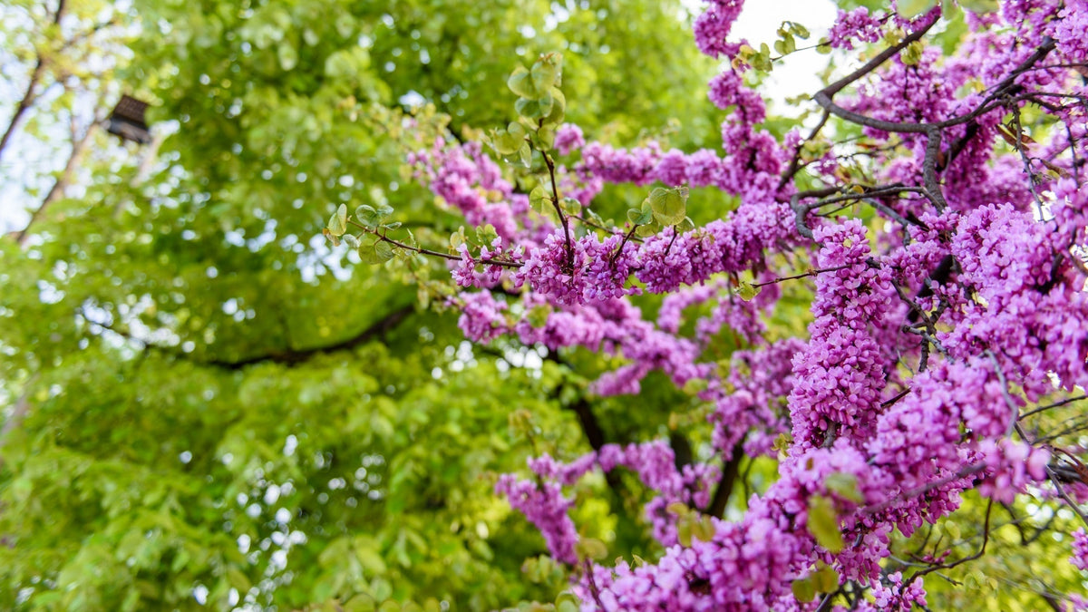 My Four Favorite Spring Bloomers for a Landscape That Feels Alive ...