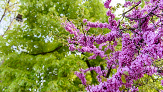 My Four Favorite Spring Bloomers for a Landscape That Feels Alive | Woodie’s Picks