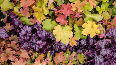 Woodie’s Picks: Heuchera–The Perfect Filler Plant To Brighten The Shady Corners of Your Fall Landscape