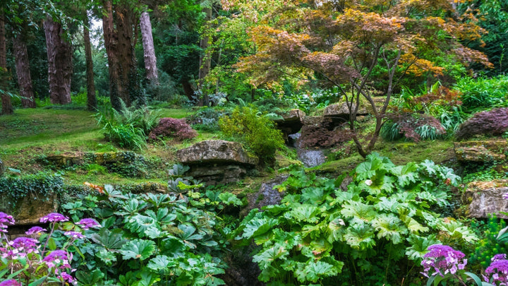 Rooted in the Woods: How to Maintain and Evolve Your Woodland Garden Over Time