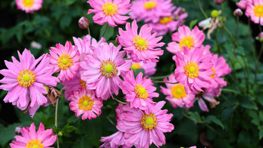 Woodie's Picks: Pink Plants For Breast Cancer Awareness Month